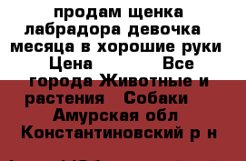 продам щенка лабрадора девочка 2 месяца в хорошие руки › Цена ­ 8 000 - Все города Животные и растения » Собаки   . Амурская обл.,Константиновский р-н